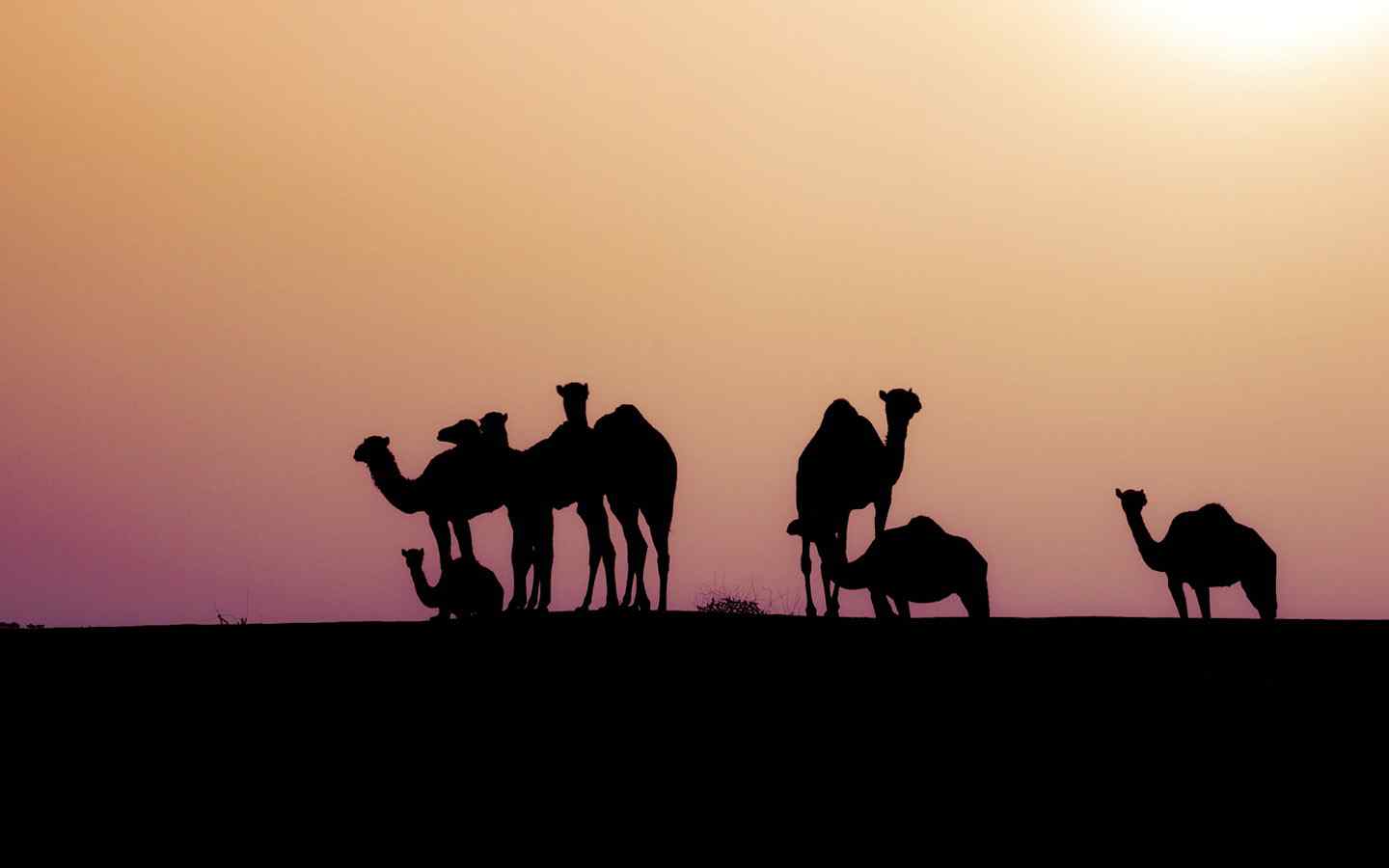 沙漠骆驼剪影壁纸