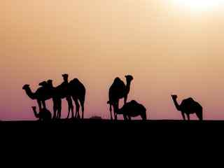 沙漠骆驼剪影壁纸