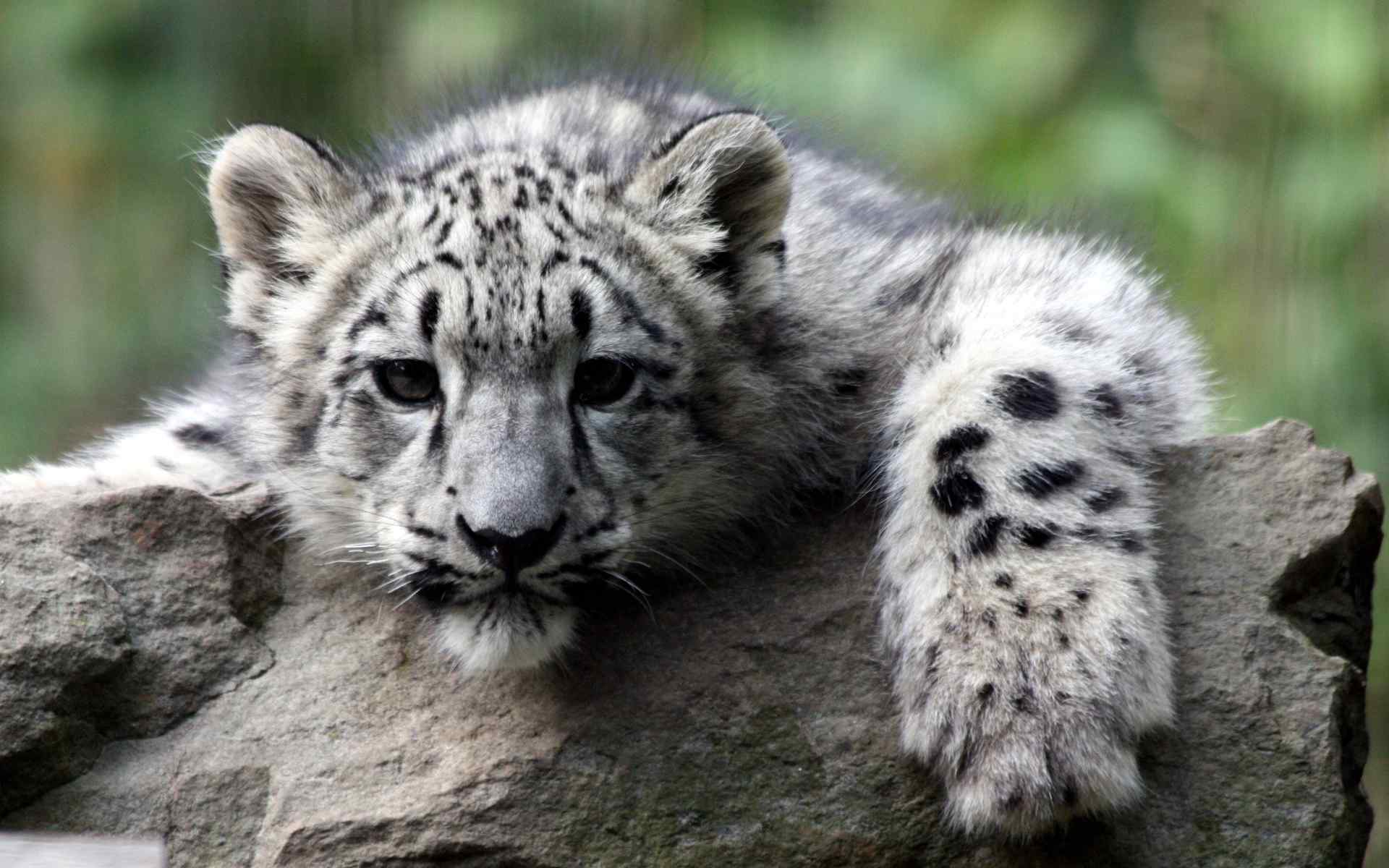 凶猛豹子特写桌面壁纸-Snow Leopard Cub Wallpaper 9