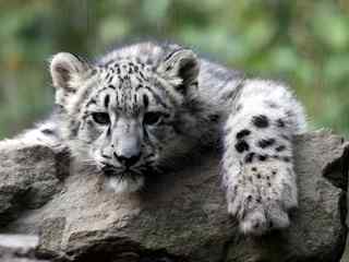 凶猛豹子特写桌面壁纸-Snow Leopard Cub Wallpaper 9