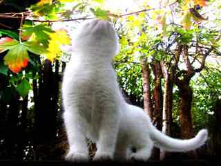 白色可爱小猫咪壁