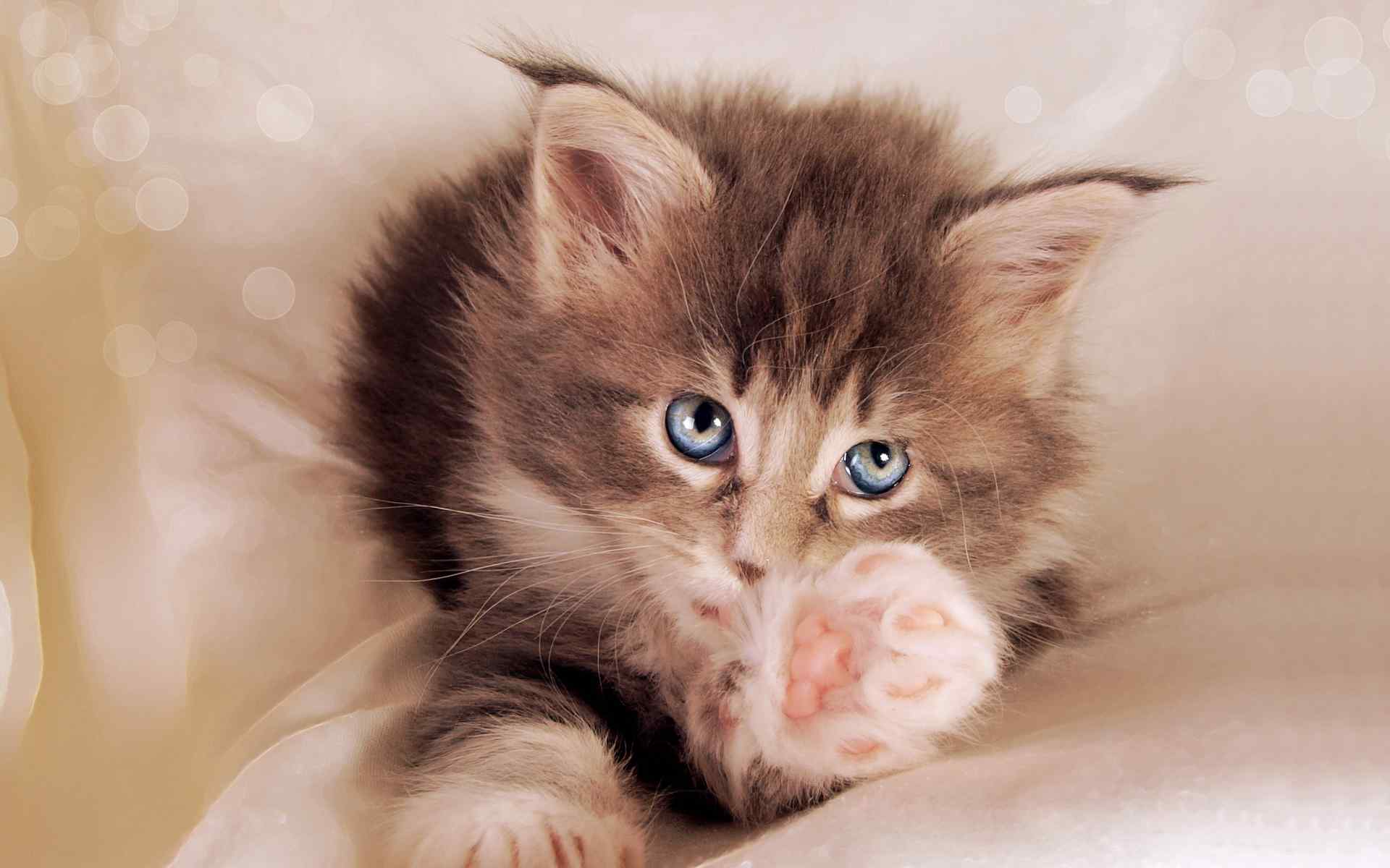 可爱小猫咪壁纸