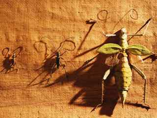 昆虫标本壁纸
