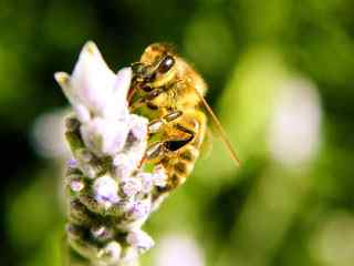 蜜蜂采风摄影壁纸