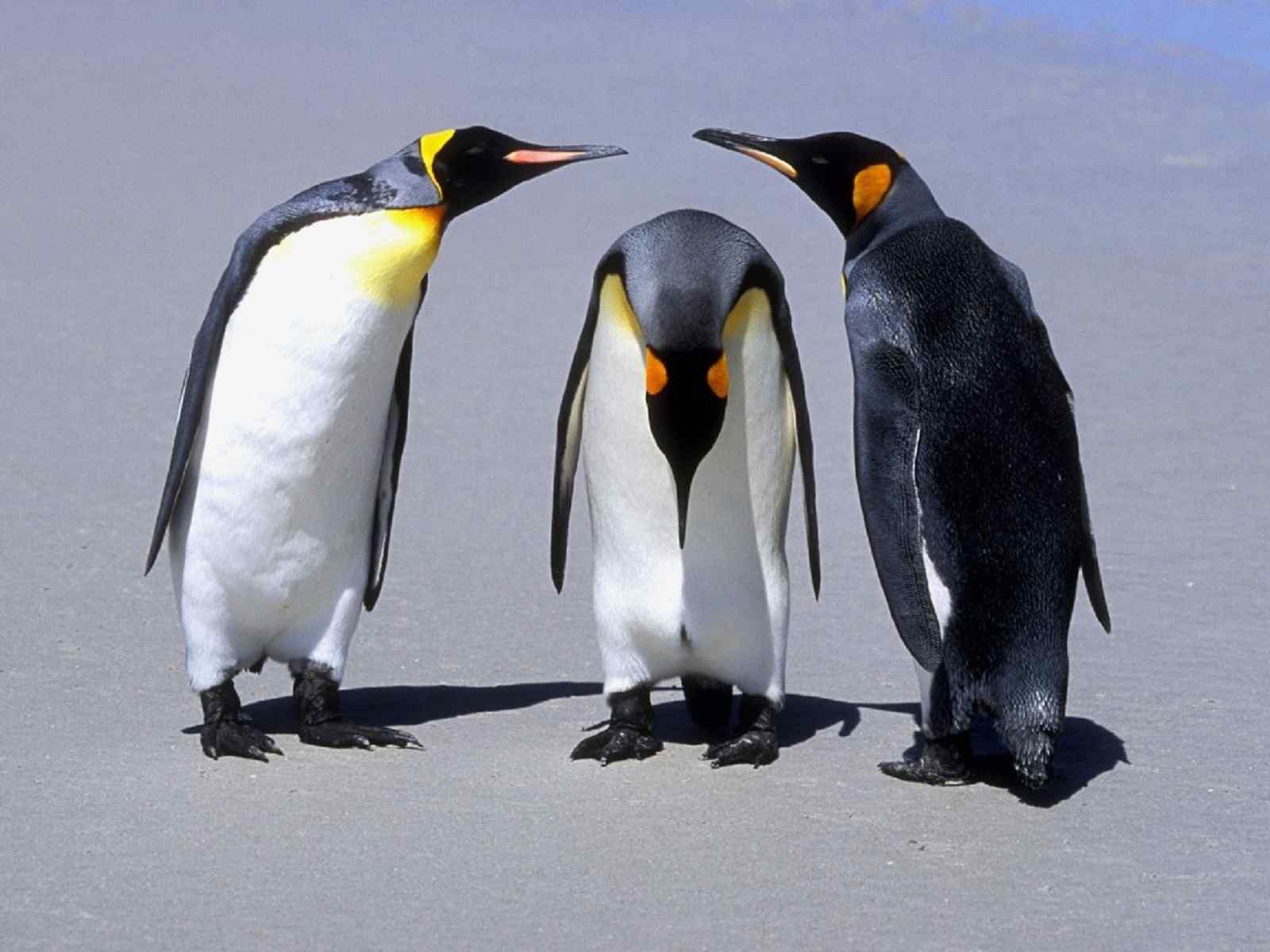 企鹅三口之家图片素材-编号09758938-图行天下