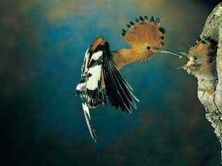 啄木鸟喂食壁纸