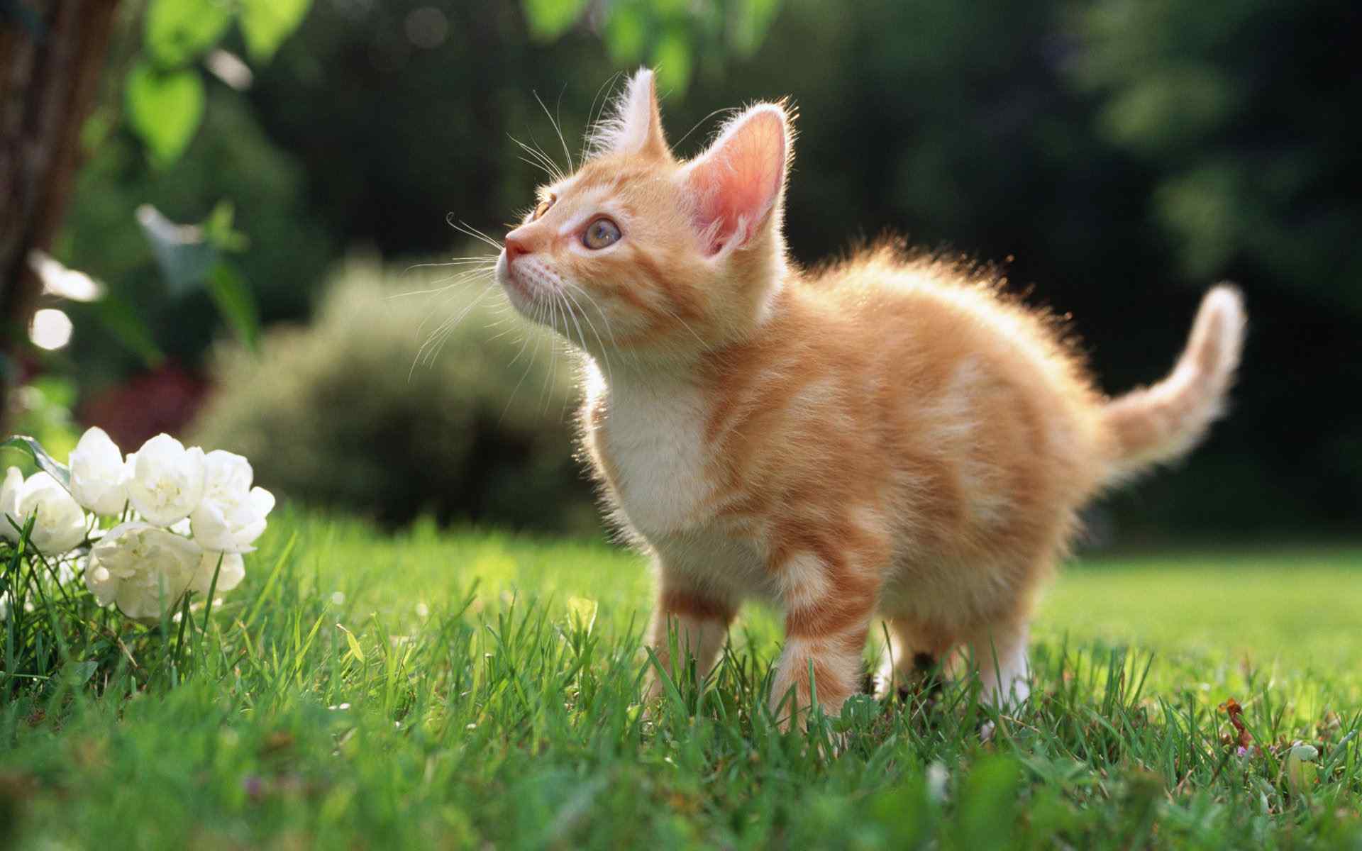 草原上小猫咪壁纸