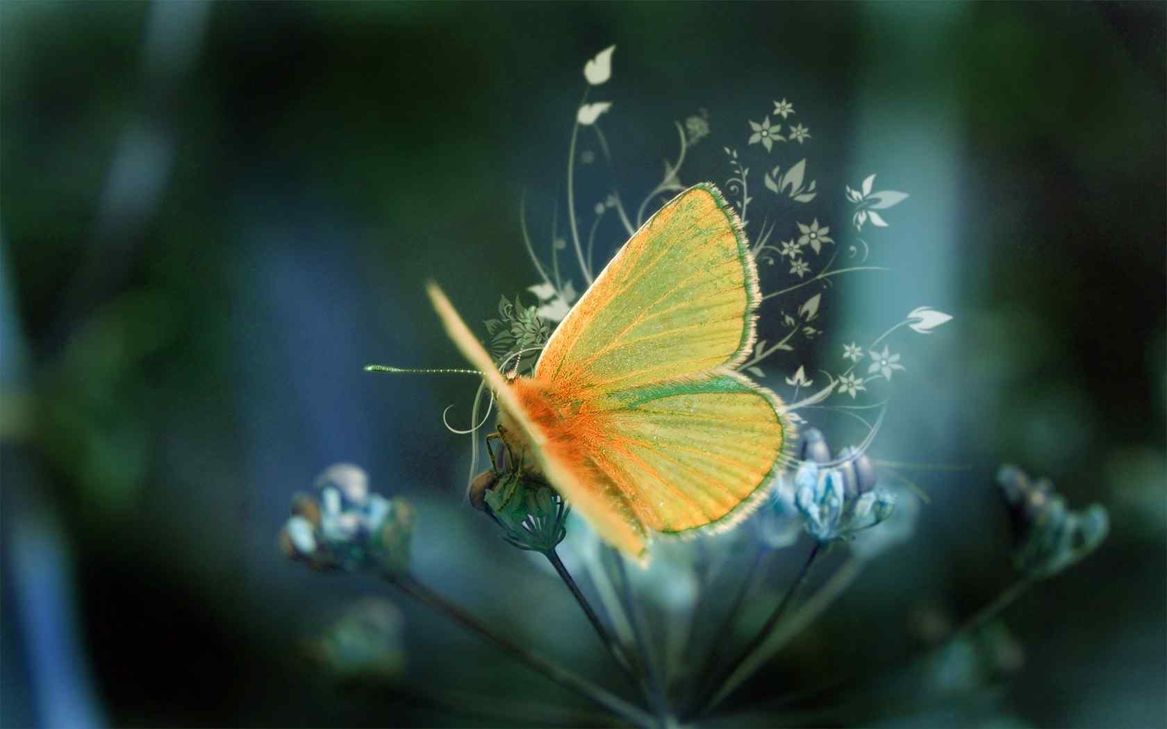 漂亮蝴蝶精美摄影壁纸
