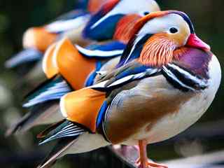漂亮鸭子动物摄影