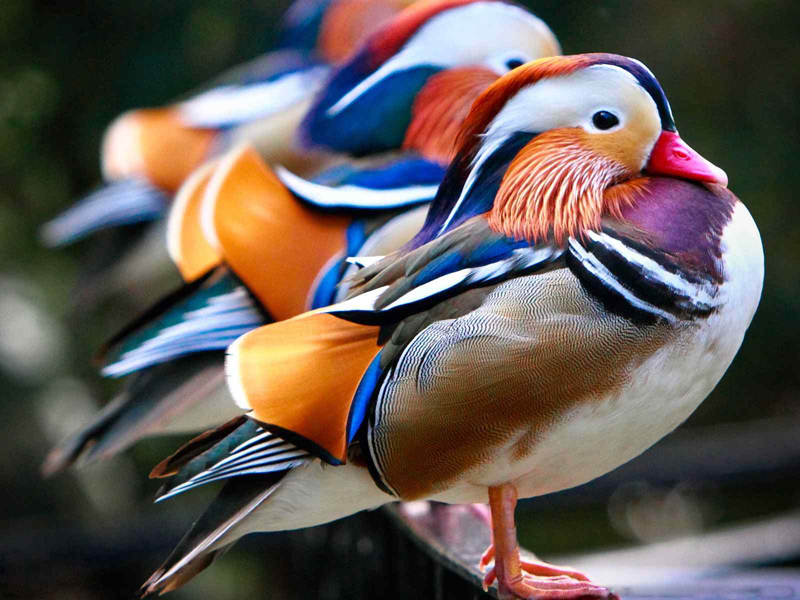 漂亮鸭子动物摄影壁纸