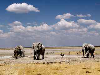 沙漠大象动物壁纸
