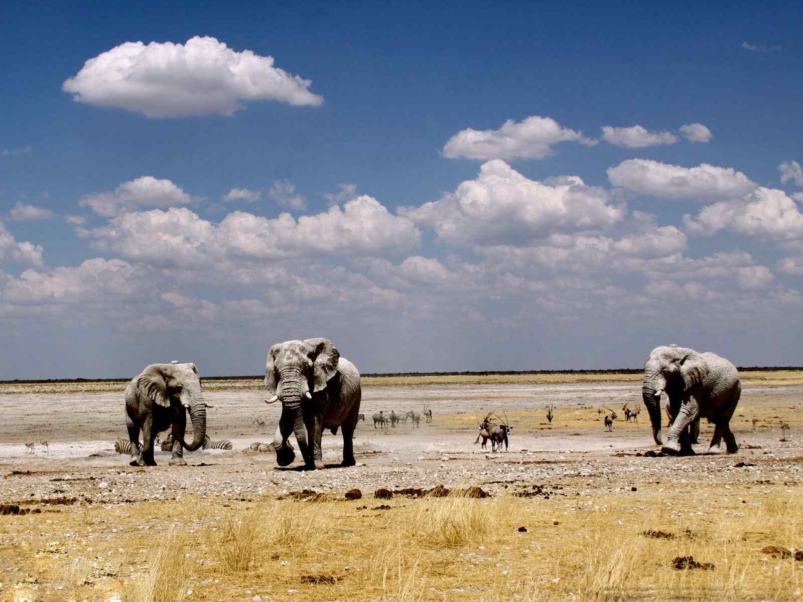 沙漠大象动物壁纸