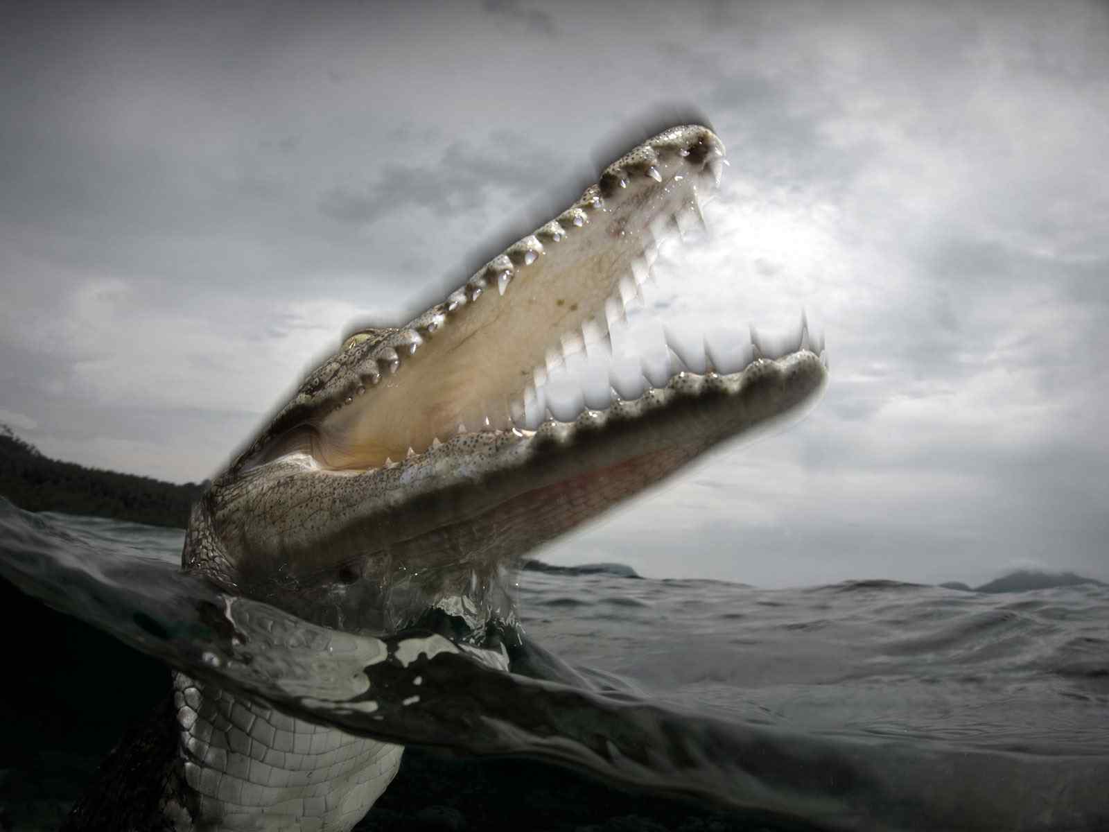 鳄鱼漂浮水面摄影壁纸