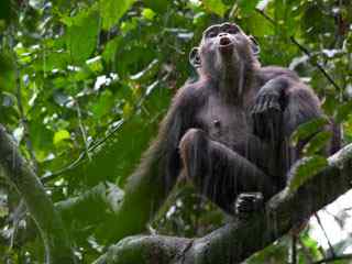 雨后森林猴子动物