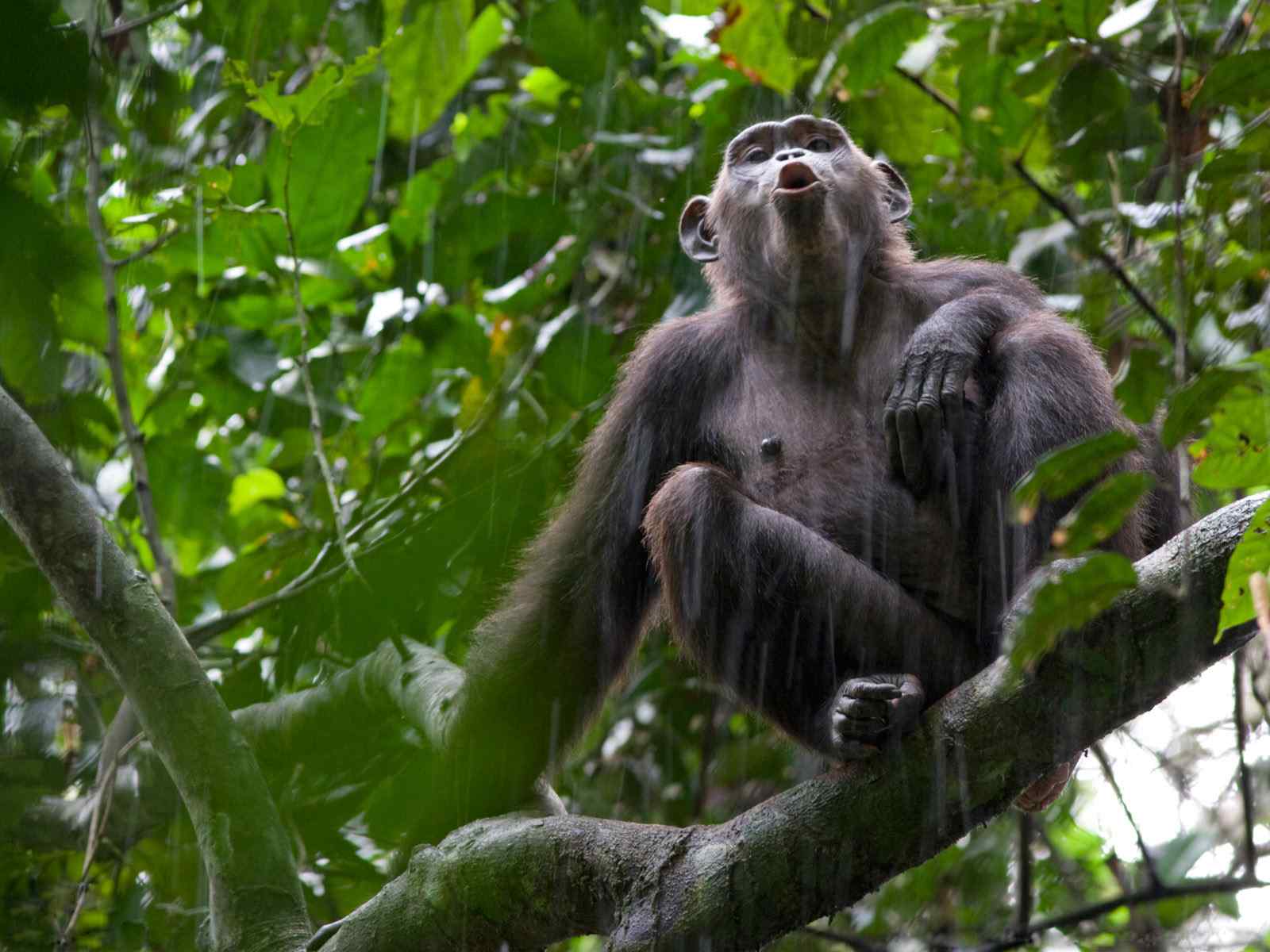 雨后森林猴子动物摄影壁纸