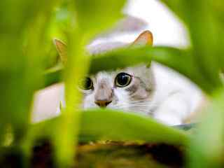 白色大眼睛可爱小猫咪壁纸