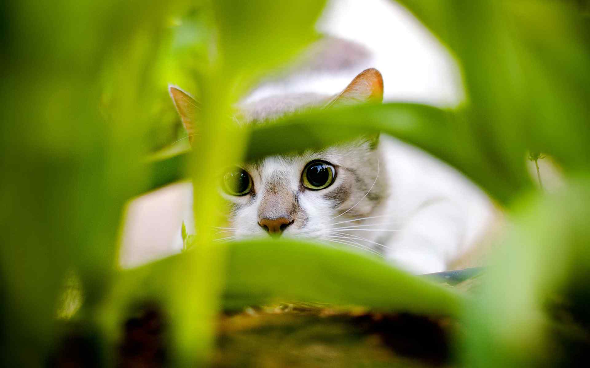 白色大眼睛可爱小猫咪壁纸