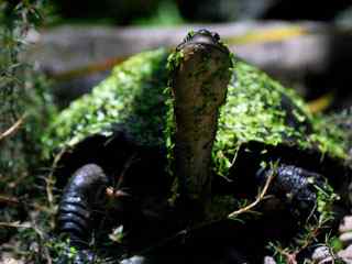 绿叶覆盖乌龟摄影