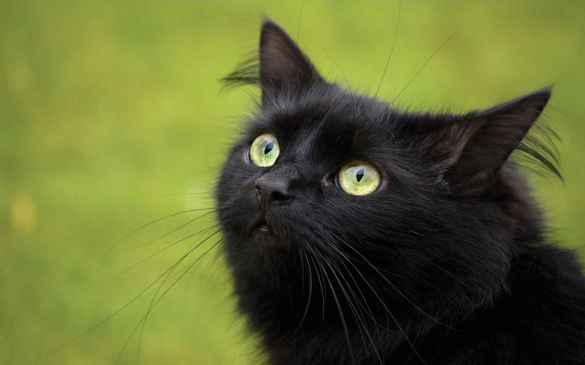 黑色可爱猫咪壁纸