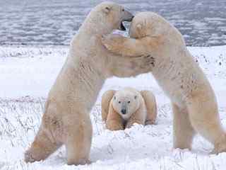加拿大北极熊高清摄影壁纸