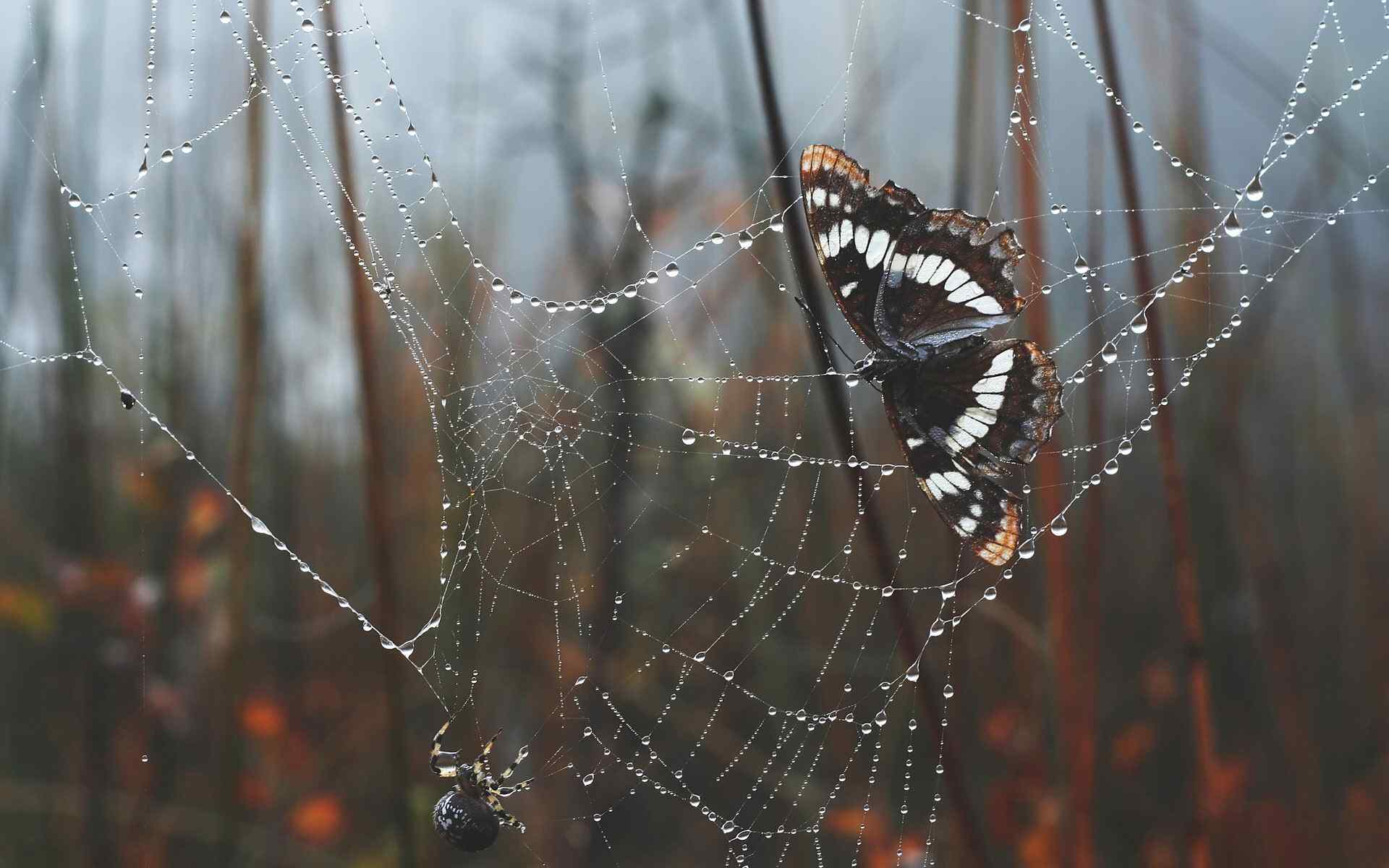 蝴蝶蜘蛛网摄影壁纸