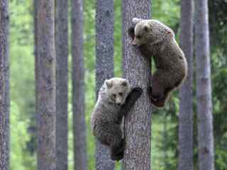 小动物爬树摄影壁