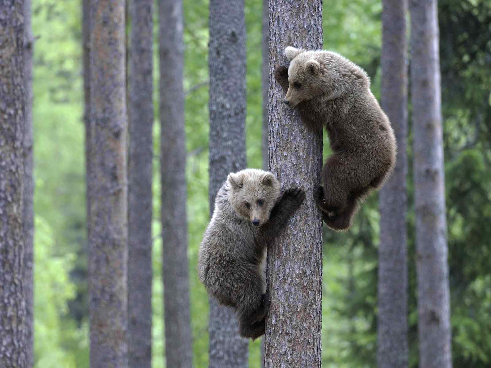 小动物爬树摄影壁纸