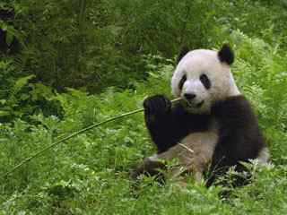 可爱小熊猫摄影壁