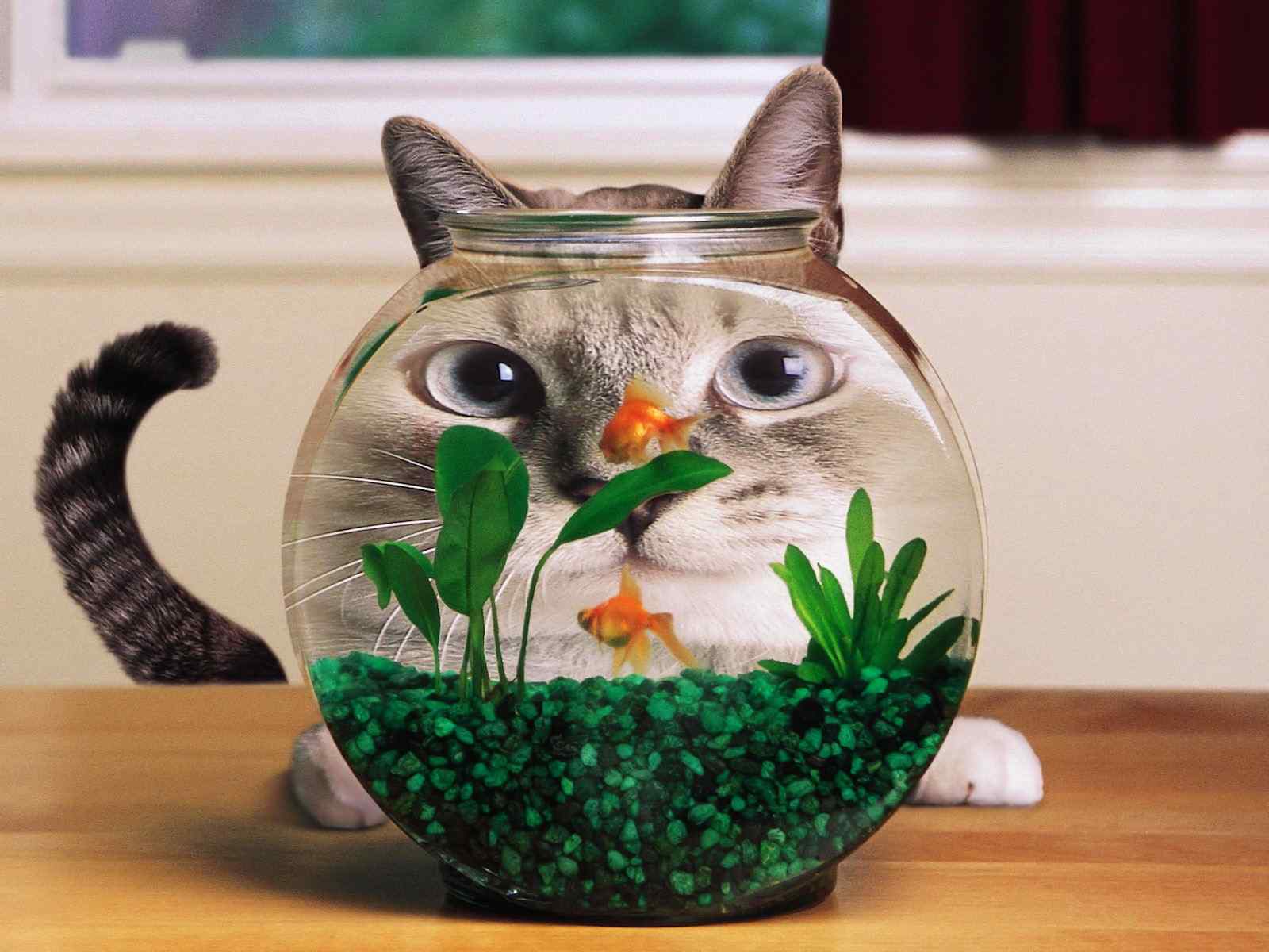 小猫鱼缸摄影壁纸