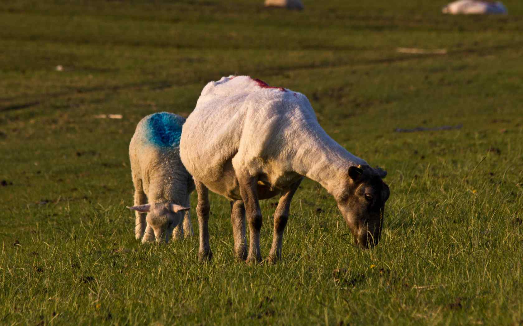 草地牧羊摄影壁纸