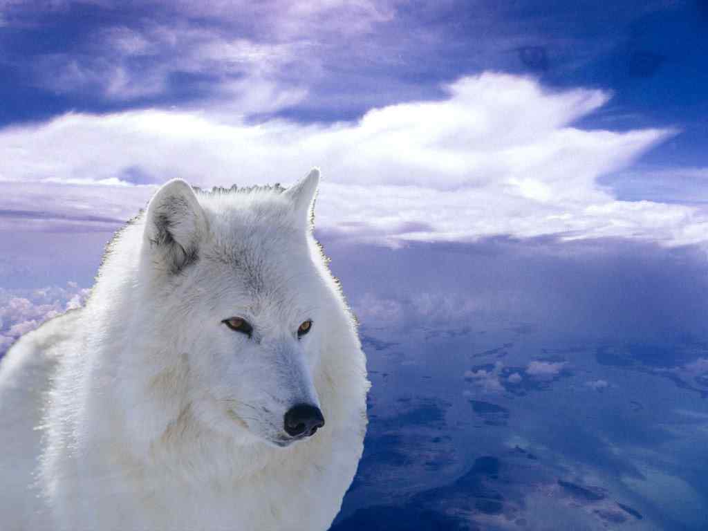 北极狼高清摄影壁纸