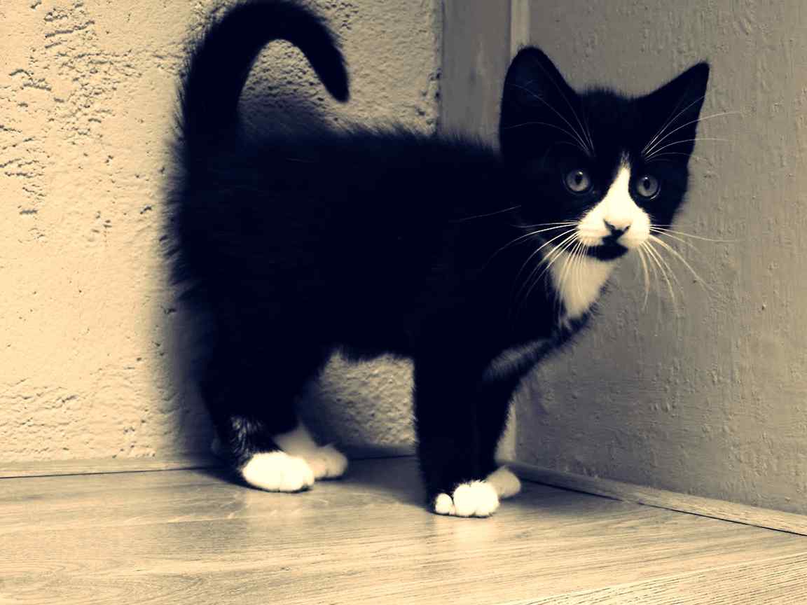 黑色小猫摄影壁纸