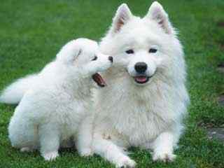 白色宠物狗摄影壁
