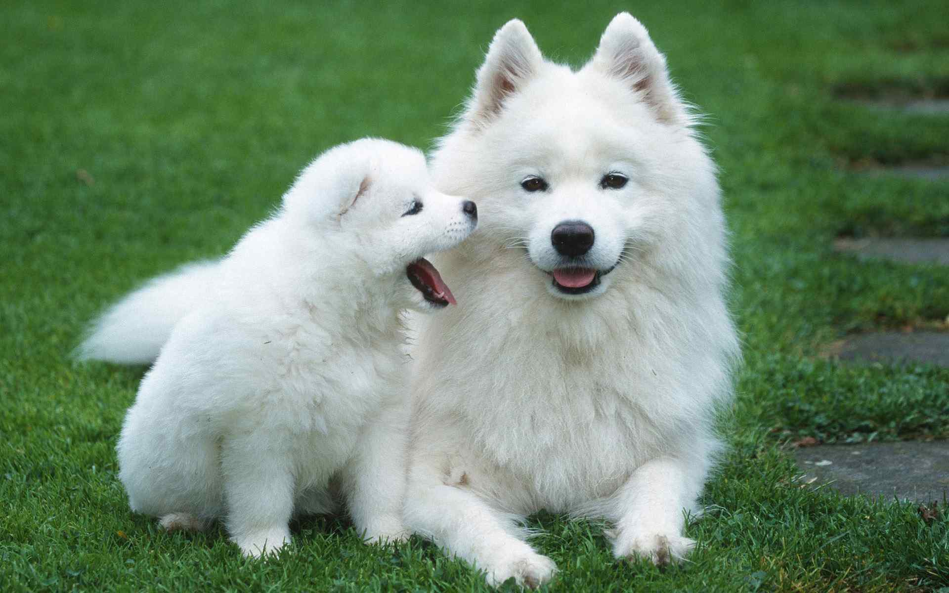 白色宠物狗摄影壁纸
