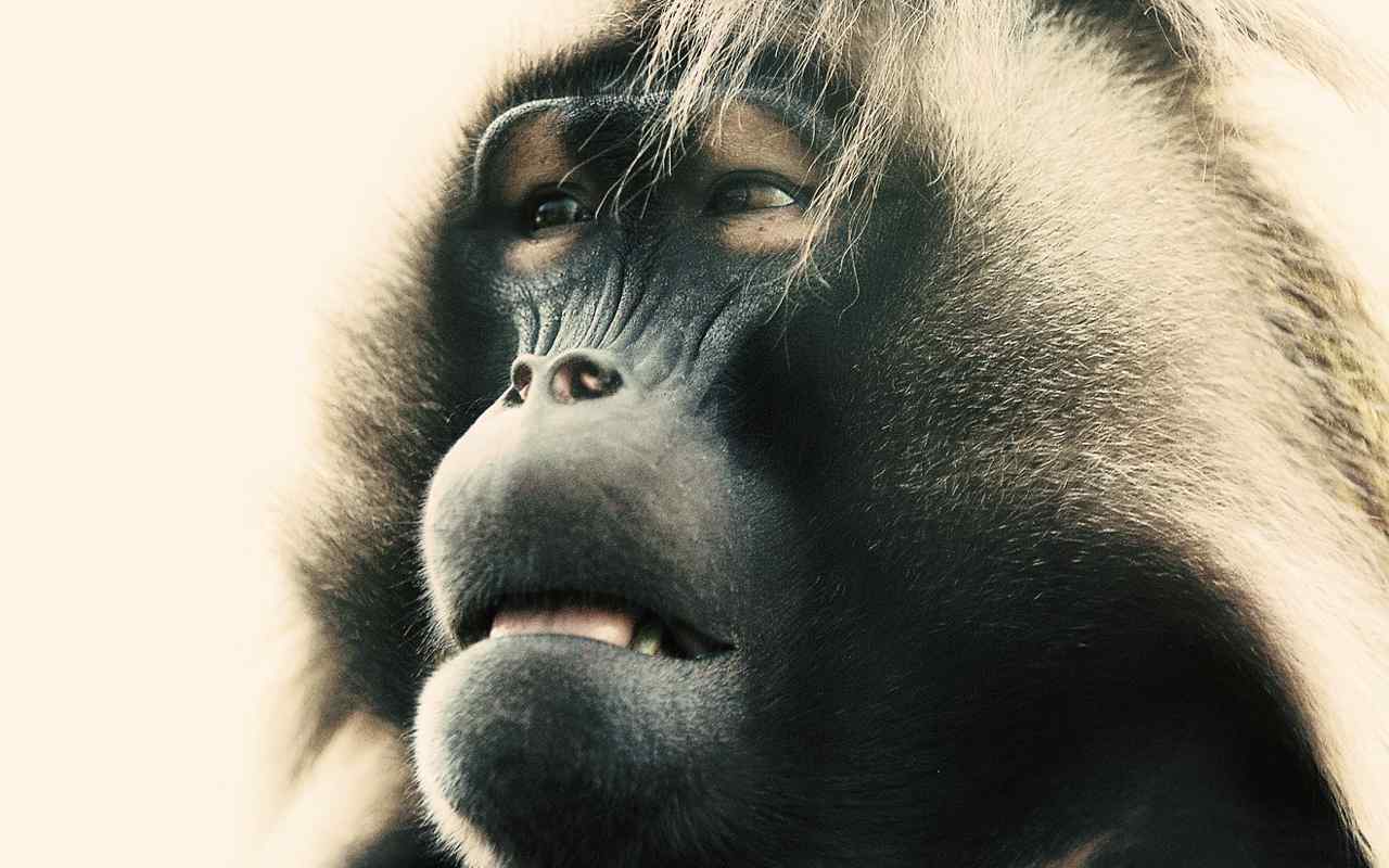 黑猩猩摄影壁纸