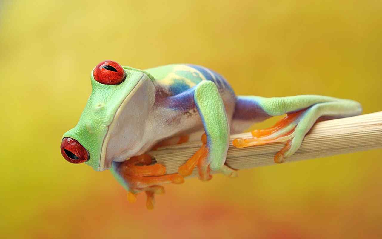 青蛙微距摄影壁纸