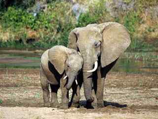 非洲大象摄影壁纸