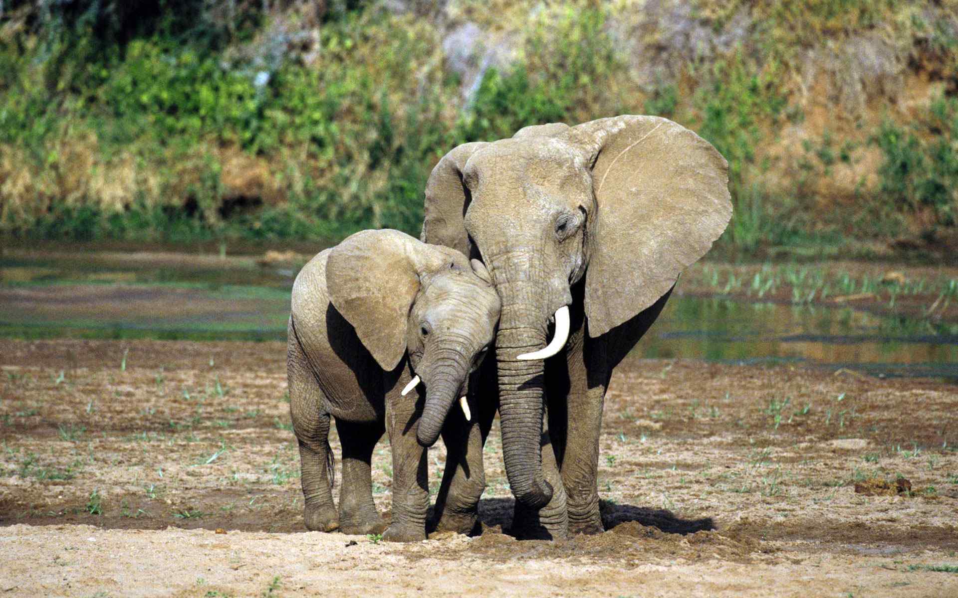 非洲大象摄影壁纸