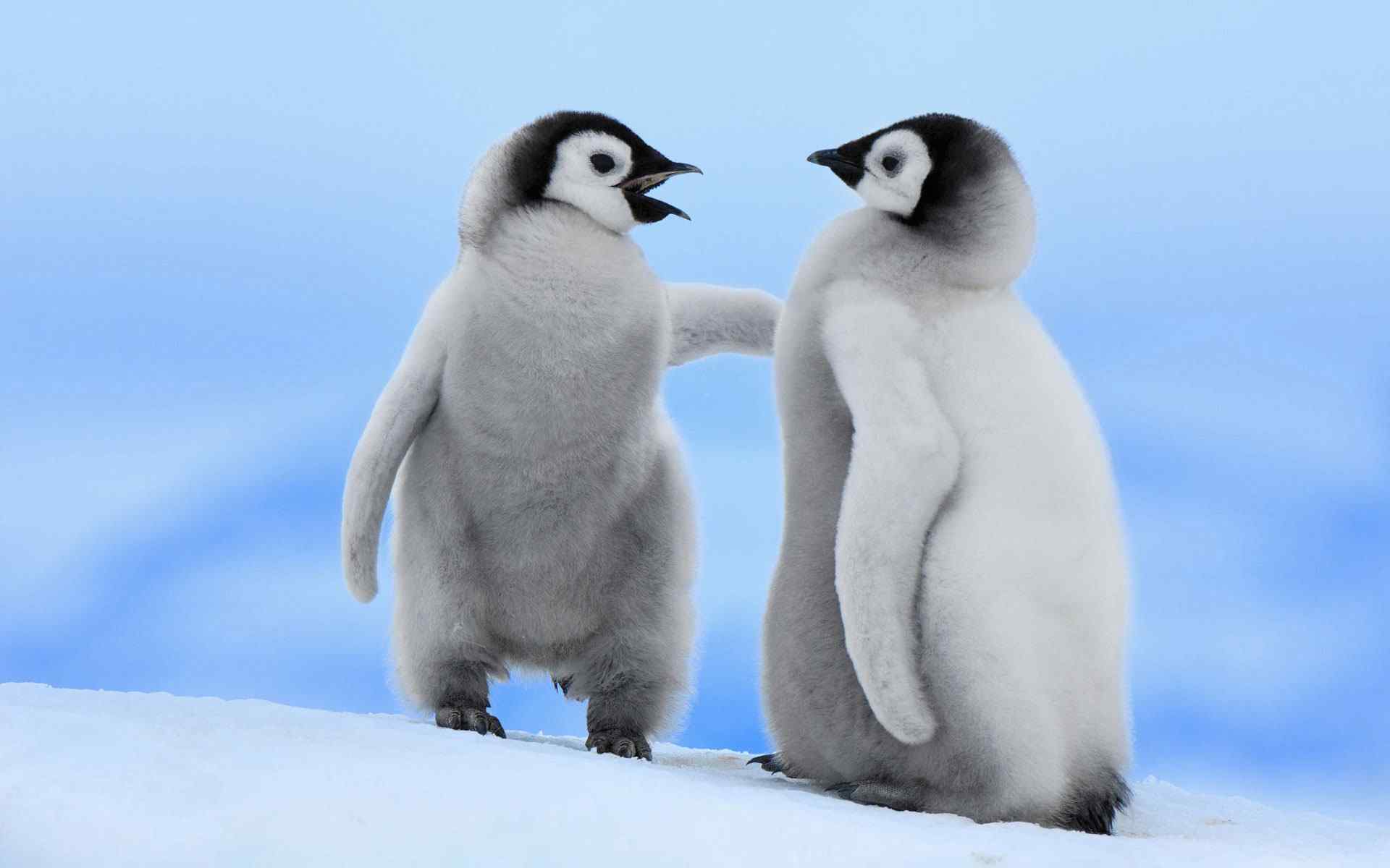 可爱企鹅摄影壁纸