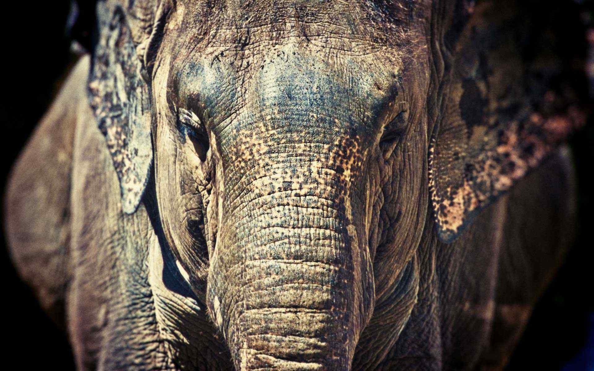 奥杜邦动物园大象壁纸