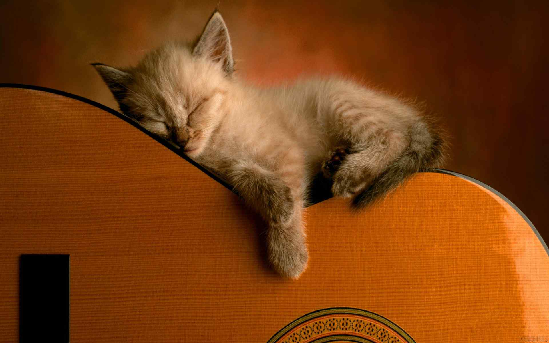 酣睡小猫咪壁纸