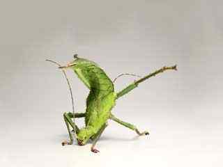 蟑螂跳舞壁纸