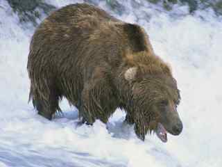 阿拉斯加棕熊摄影壁纸
