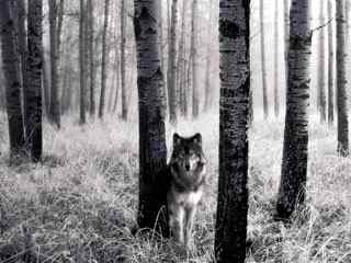 森林野狼摄影壁纸