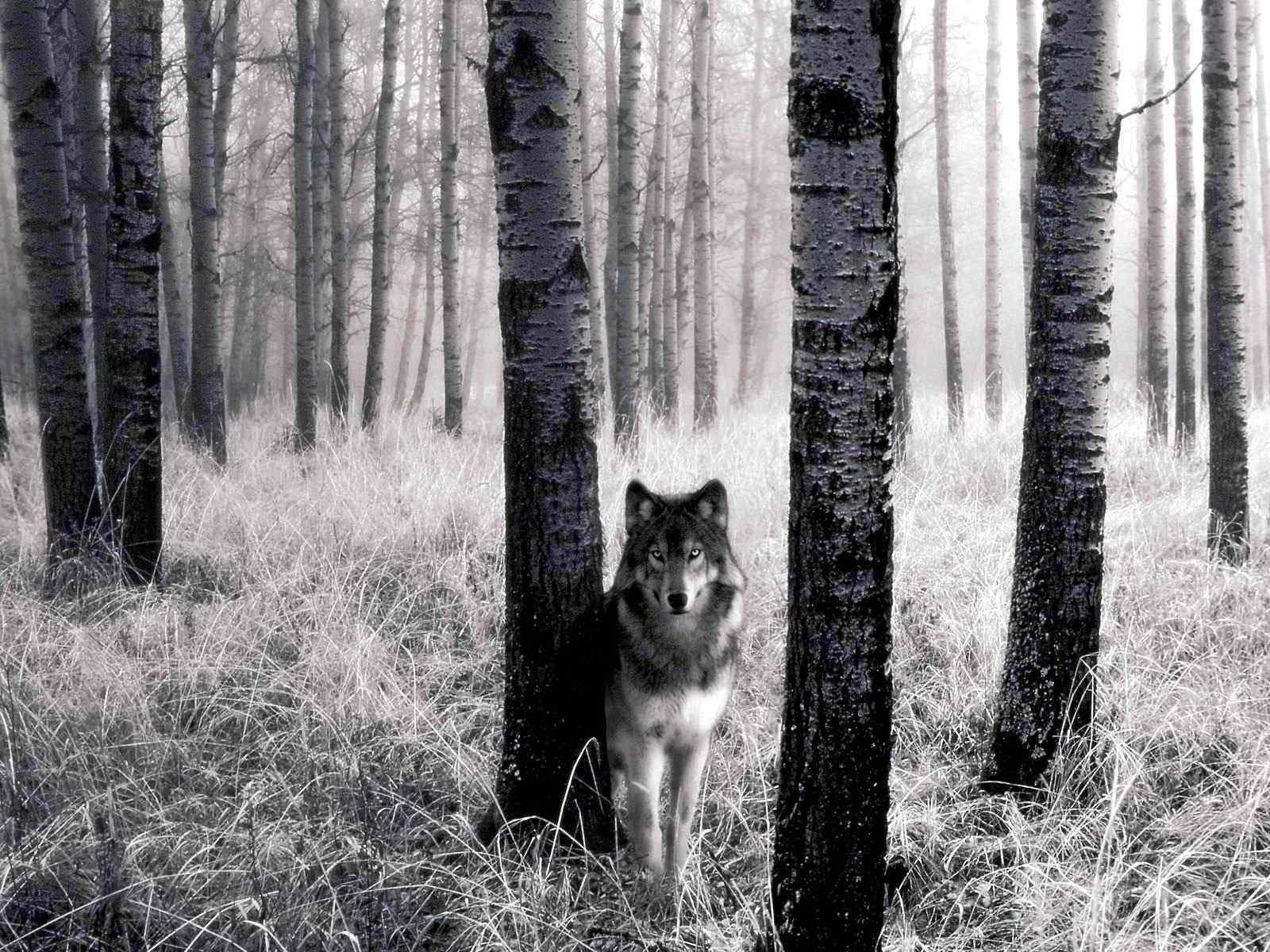 森林野狼摄影壁纸