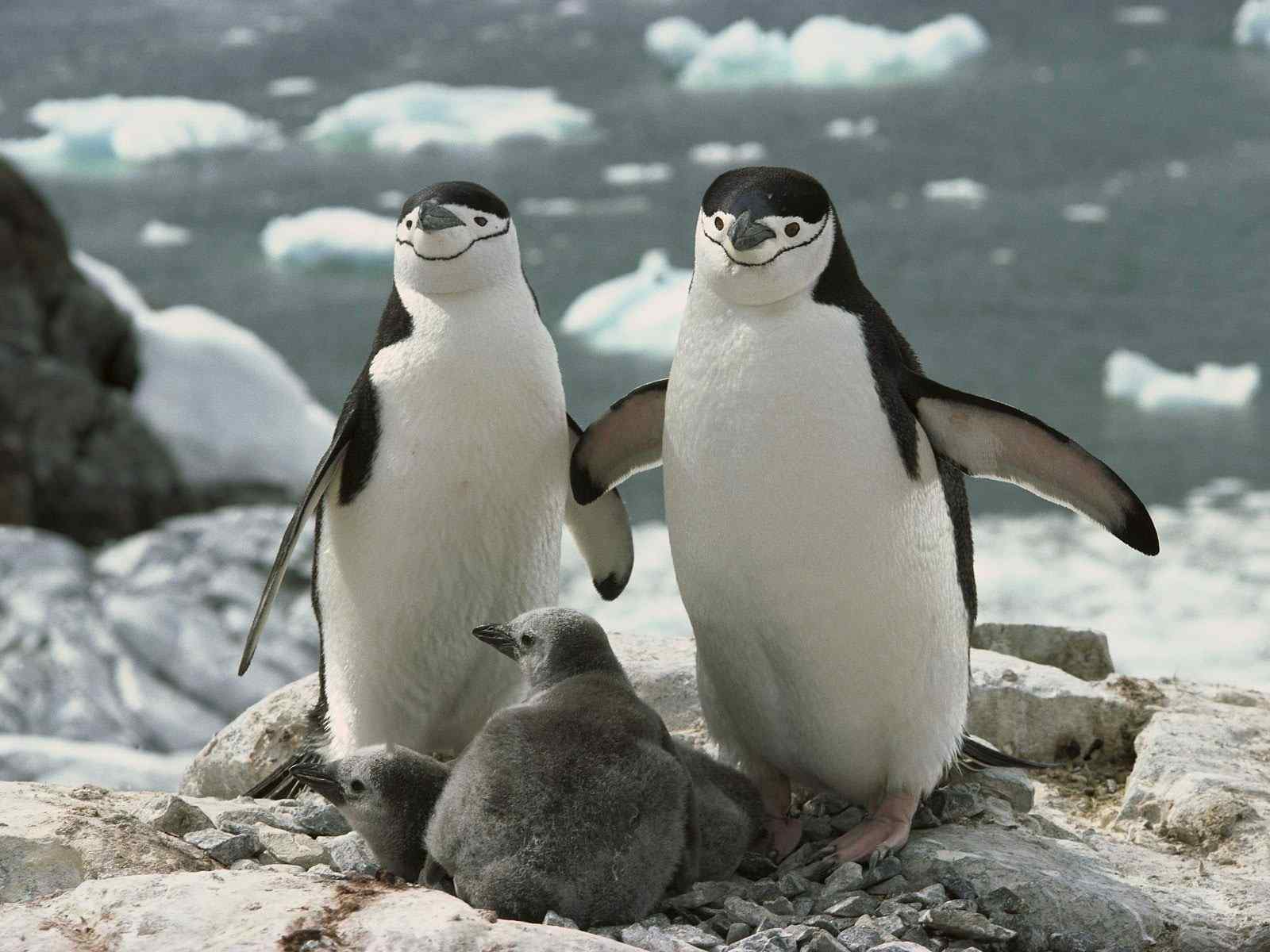 可爱企鹅摄影壁纸