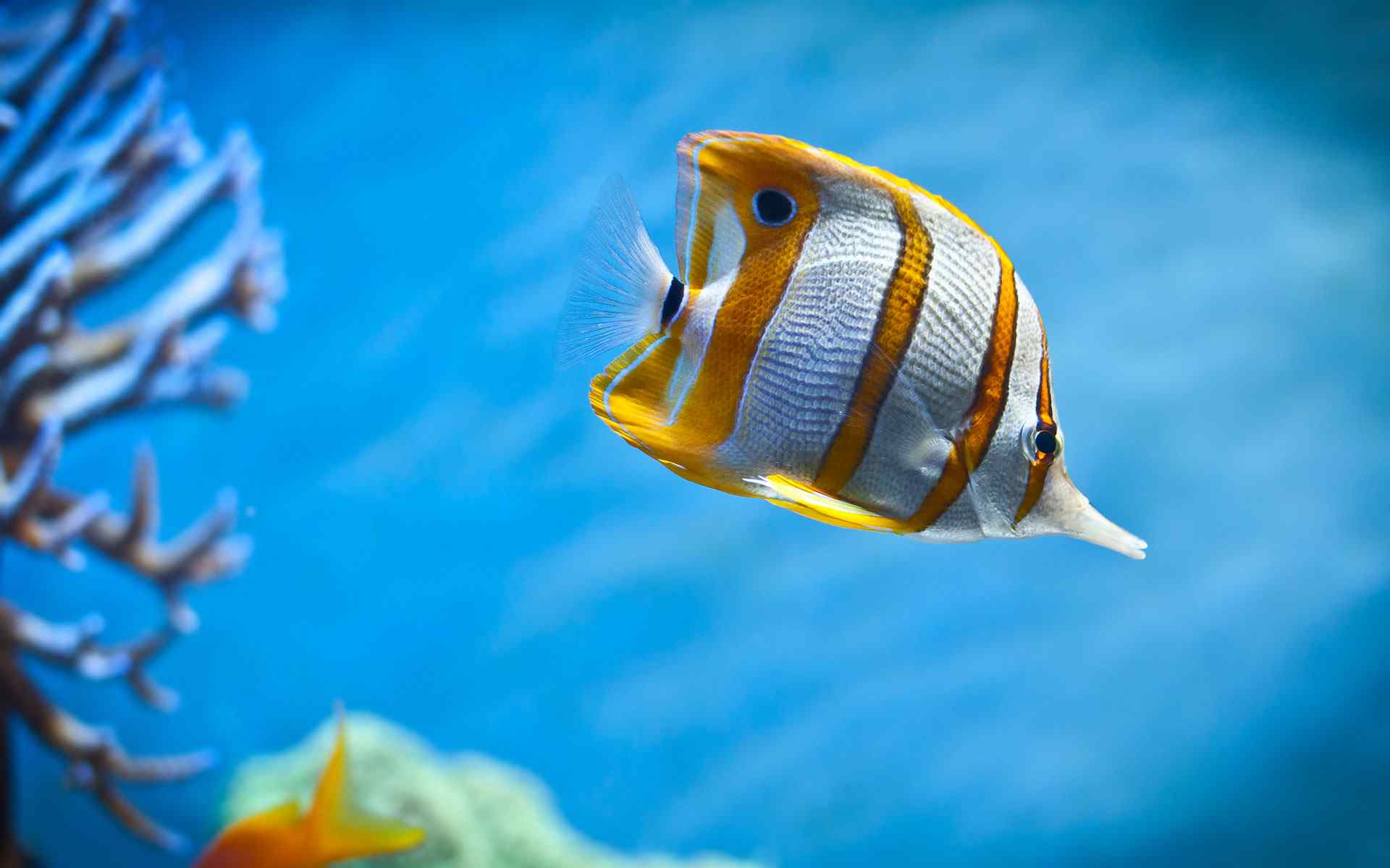 海底小丑鱼摄影壁纸