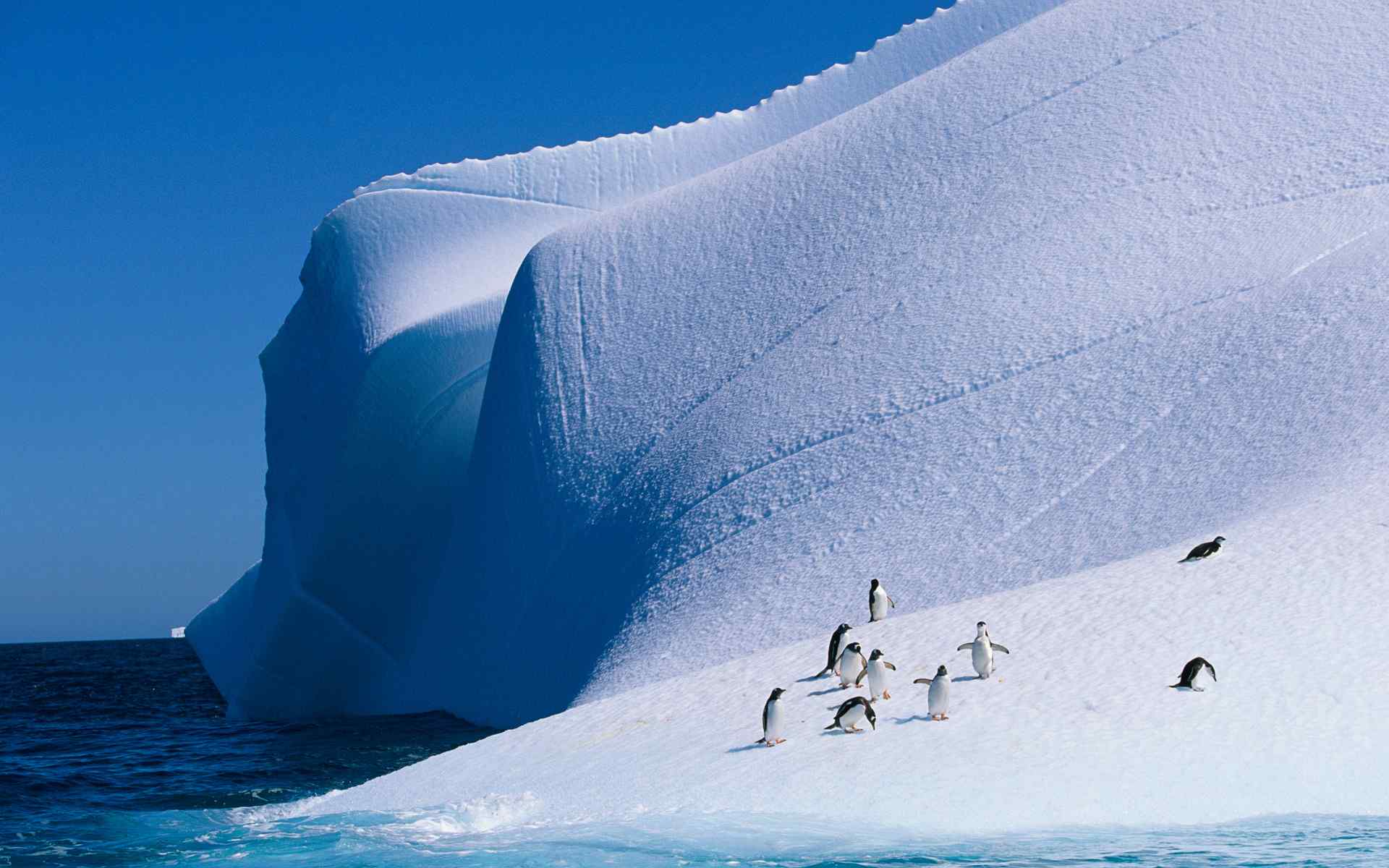 冰山企鹅摄影壁纸