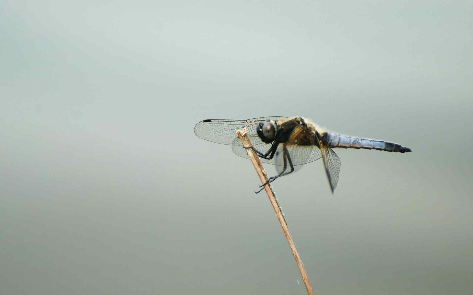 蜻蜓桌面摄影壁纸