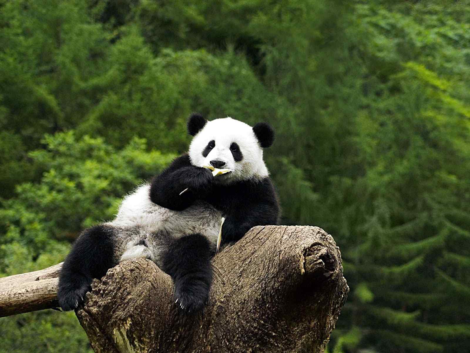 可爱熊猫摄影壁纸